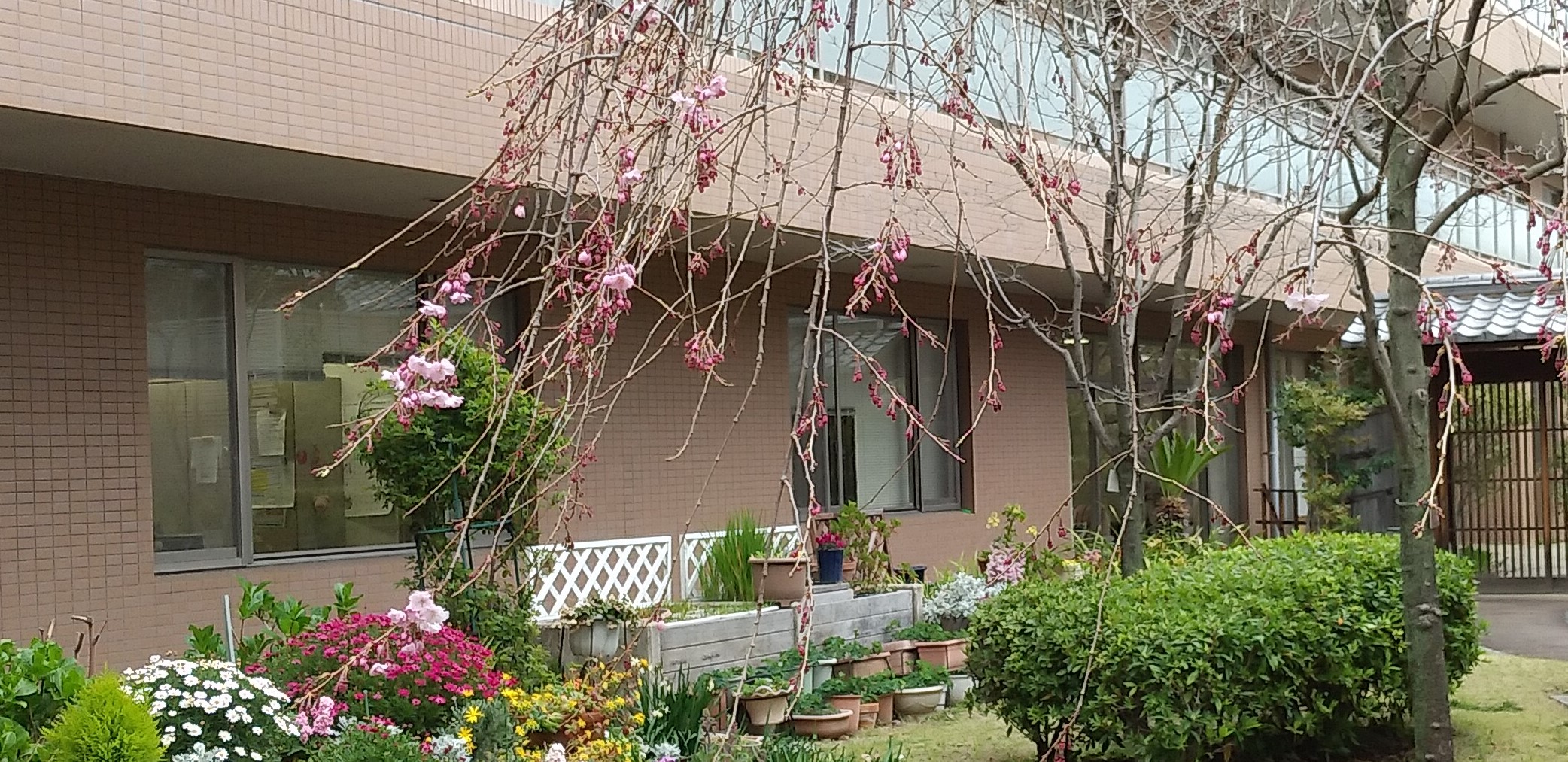 開花宣言です。エルホーム芦屋枝垂れ桜。